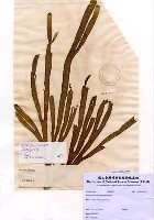 藏品(Dictyota naevosa (Suhr) Montagne)的圖片